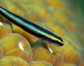 Dgoby2932.jpg