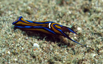 Dnudi2875.jpg