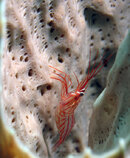 Dshrimp2802.jpg