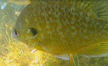 Sunfish 4 B.jpg