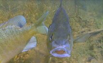 Sunfish 6.jpg