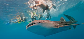 030_Mal'divy_Soneva_Fushi_Whale_shark_and_snorkeling_Foto_criso_-_Depositphotos.jpg