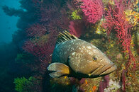 grouper.jpeg