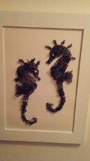 seahorsealgae1.jpg