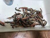 IMG_0745.JPG