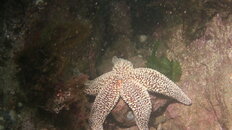 MICR0019.JPG