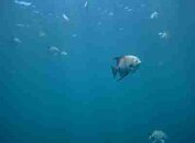 fish03.jpg