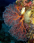 20100708-IMG_0605_MOD.jpg