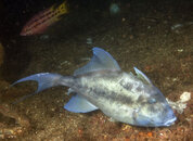 fiescale triggerfish.jpg