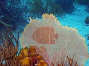 Dive 202 Keepsake 118.jpg