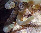 Dive 184 Yellow Submarine 037.jpg