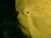 Frogfish-Yellow [640x480]-2.jpg