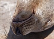 sealnose.jpg