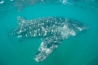 20100723_whale_sharks_01-139.jpg