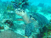 tortuga.jpg