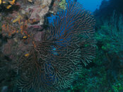 coral.jpg