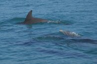 cozumel_whale_shark_tour1.jpg