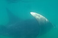 cozumel_whale_shark_tour2.jpg