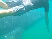 cozumel_whale_shark_tour3.jpg