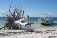 cozumel_whale_shark_tour4.jpg
