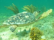 cozumel_whale_shark_tour7.jpg