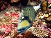 Walindi Trigger Fish.jpg