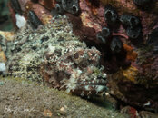 Alor-10-23-17-230446.jpg