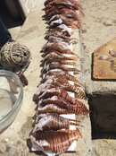 35 Lionfish 03.JPG