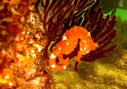 Seahorse Good Adjusted.jpg