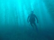 Kelp Dive.jpg