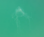 Jelly.png