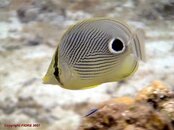 CozumelApril07_bflyfish.JPG