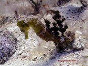 CozumelApril07_seahorse.JPG