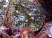 CozumelApril07_stingray1.jpg