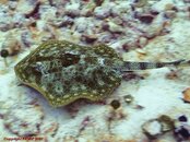CozumelApril07_stingray2.JPG