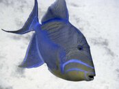 img1.jpg
