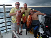 Robmurphyhogfish.jpg