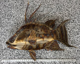 large metal hogfish.jpg
