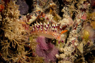 NudiDread3.jpg