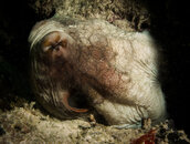OctopusVein.jpg