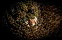 PorcealinCrab.jpg