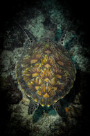 TurtleBlack.jpg
