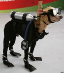 Scuba Dog 2.jpg