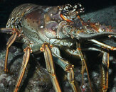 Lobster_CloseUp©CopyrightVersion.jpg