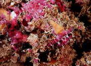 scorpion fish 2 ch.jpg