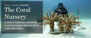 coralnursery.jpg