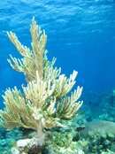 Tree Coral.jpg
