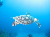 Turtle.jpg