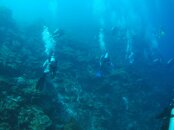 Roatan Wall.jpg