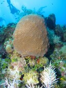 Large Sponge.jpg